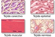 Figura 1. Representaci&oacute;n esquem&aacute;tica de los tipos principales de tejido animal